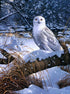 Amazing Snow Owl Diamond Painting